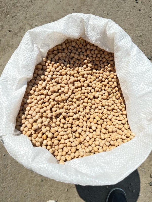 Kacang Chickpea 8+ 6+ from Rusia